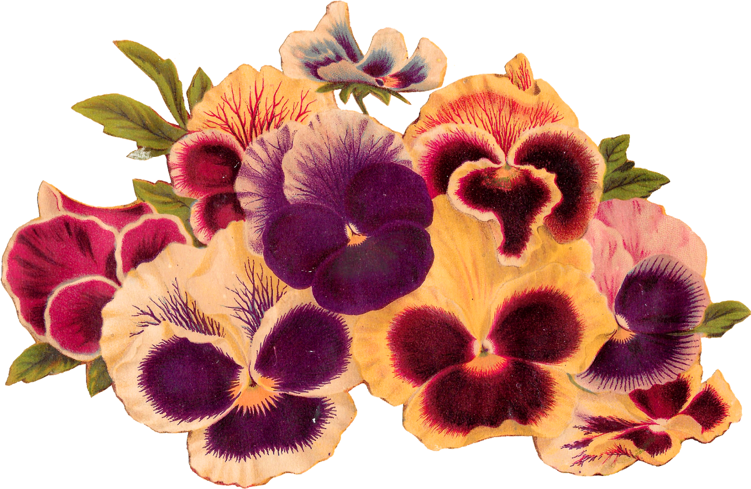 Pansies Flowers Download Image - Royalty-free (1600x1077), Png Download