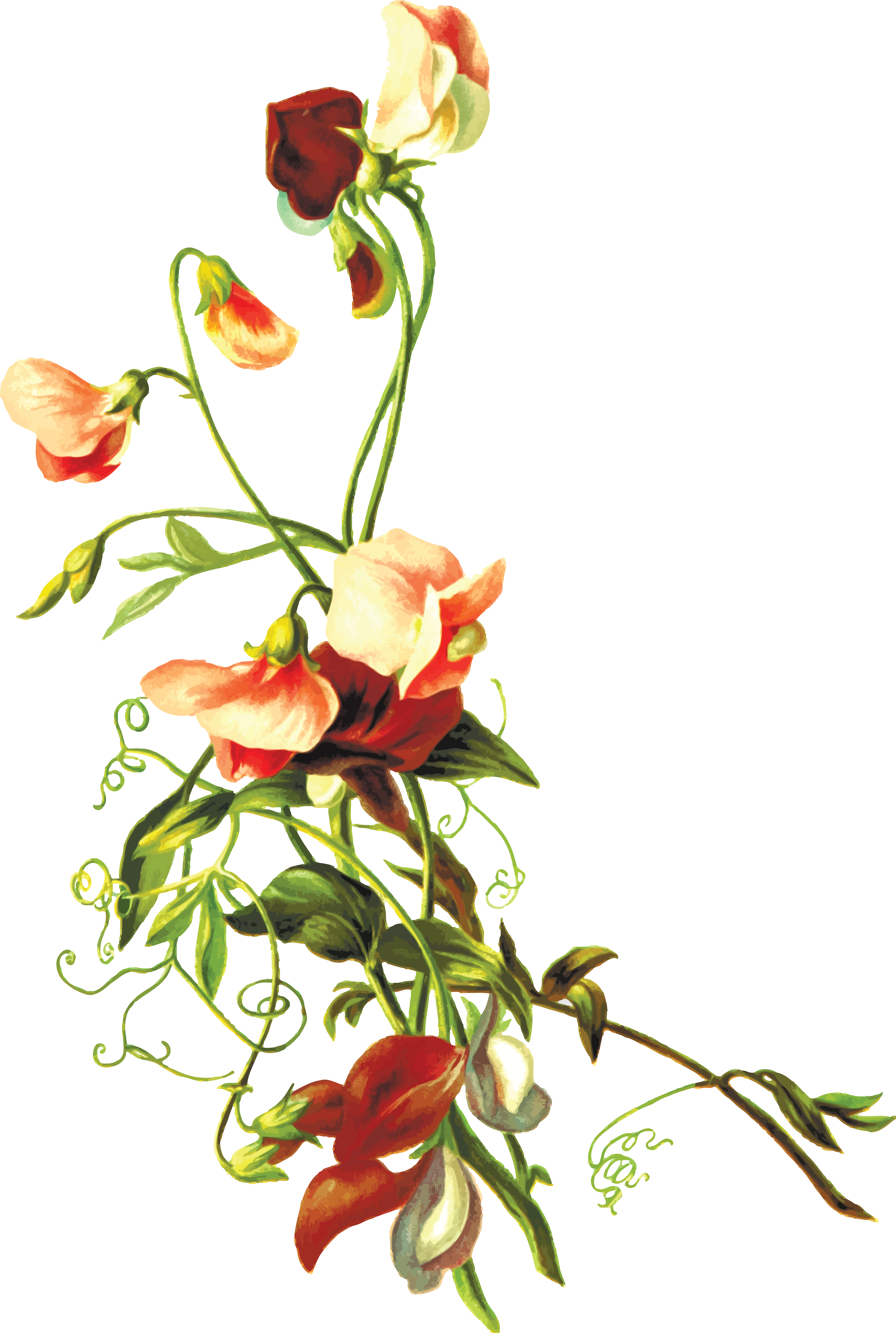 , , - Flower With Leaves Png (4000x5947), Png Download