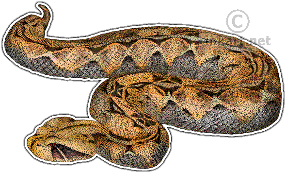 Wildlife Art - Gaboon Viper Postcards (package Of 8) (590x356), Png Download
