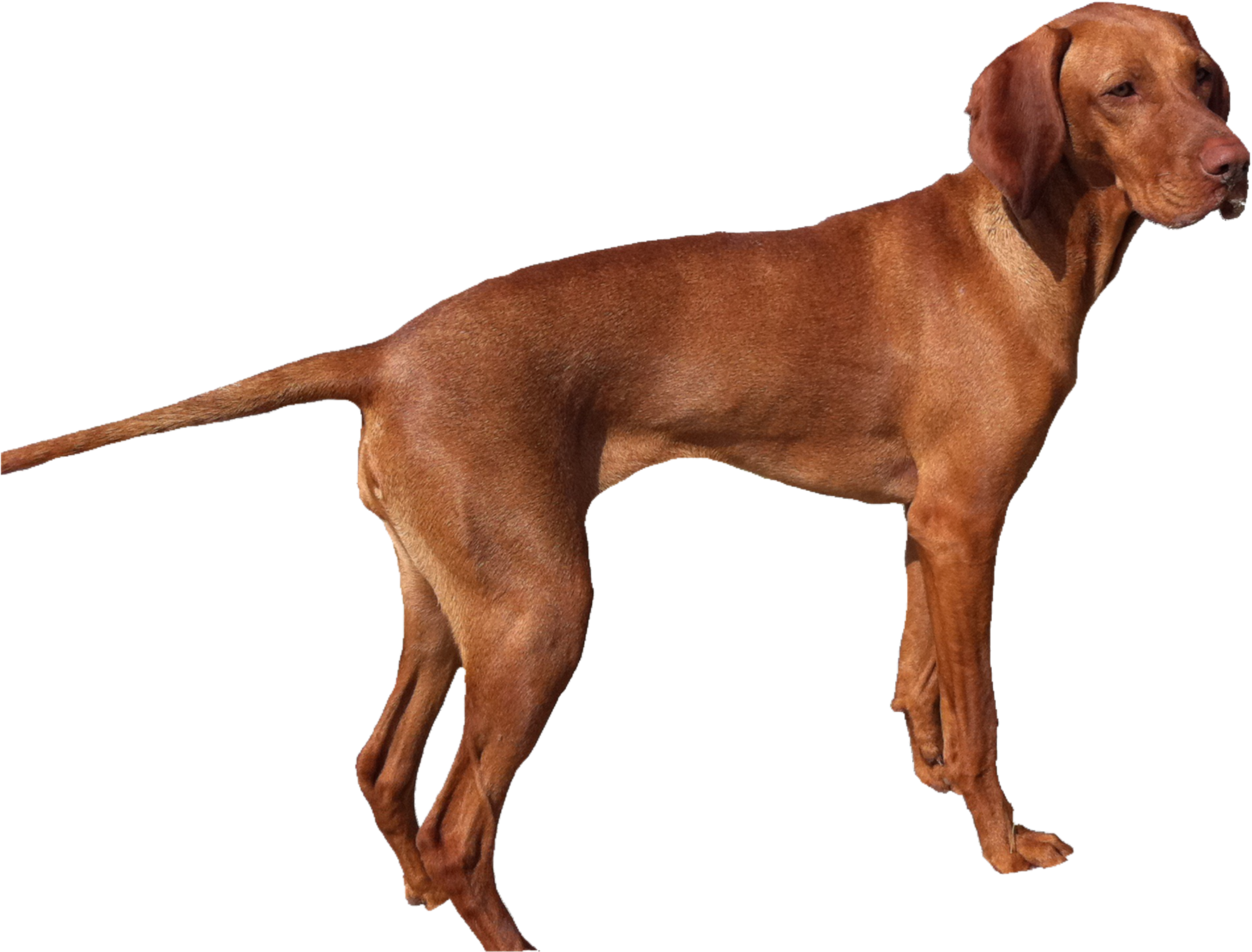 Transparent Dog Png Images (id 18723) - Vizsla Png (2982x2240), Png Download