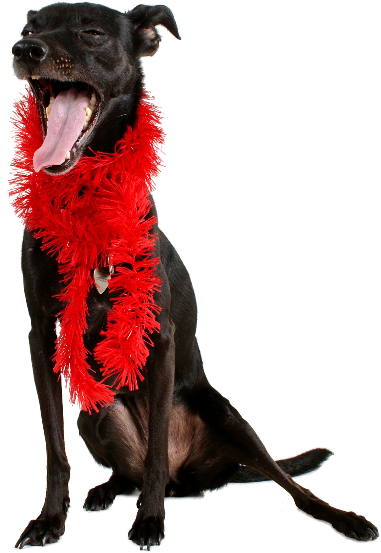 Transparent Dog Png Images (id 18704) - Dog (3872x2592), Png Download
