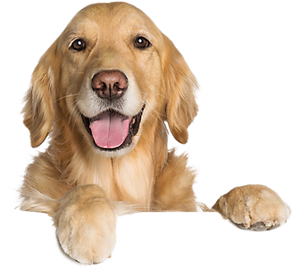 Dog White Background Hd Images - Canine Conditioning Capsules (omega 3, 6, 9) - Vet's (550x330), Png Download