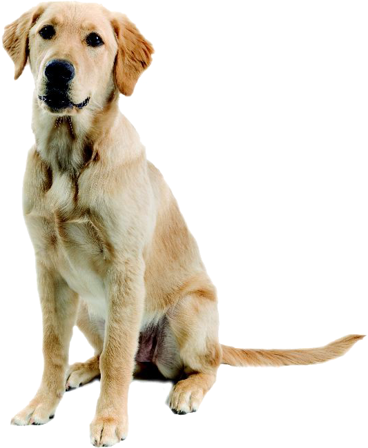 Abandoned Dog Png Image - Golden Retriever Mixed With A Lab (552x663), Png Download