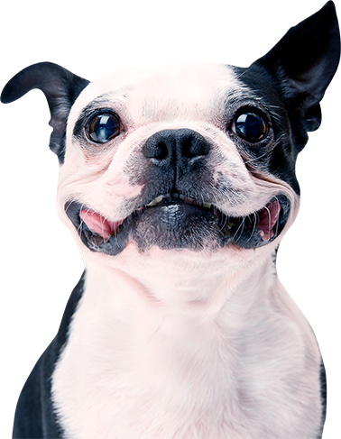 Dog - Procollar Inflatable Recovery Collar / Size (xsmall) (378x487), Png Download