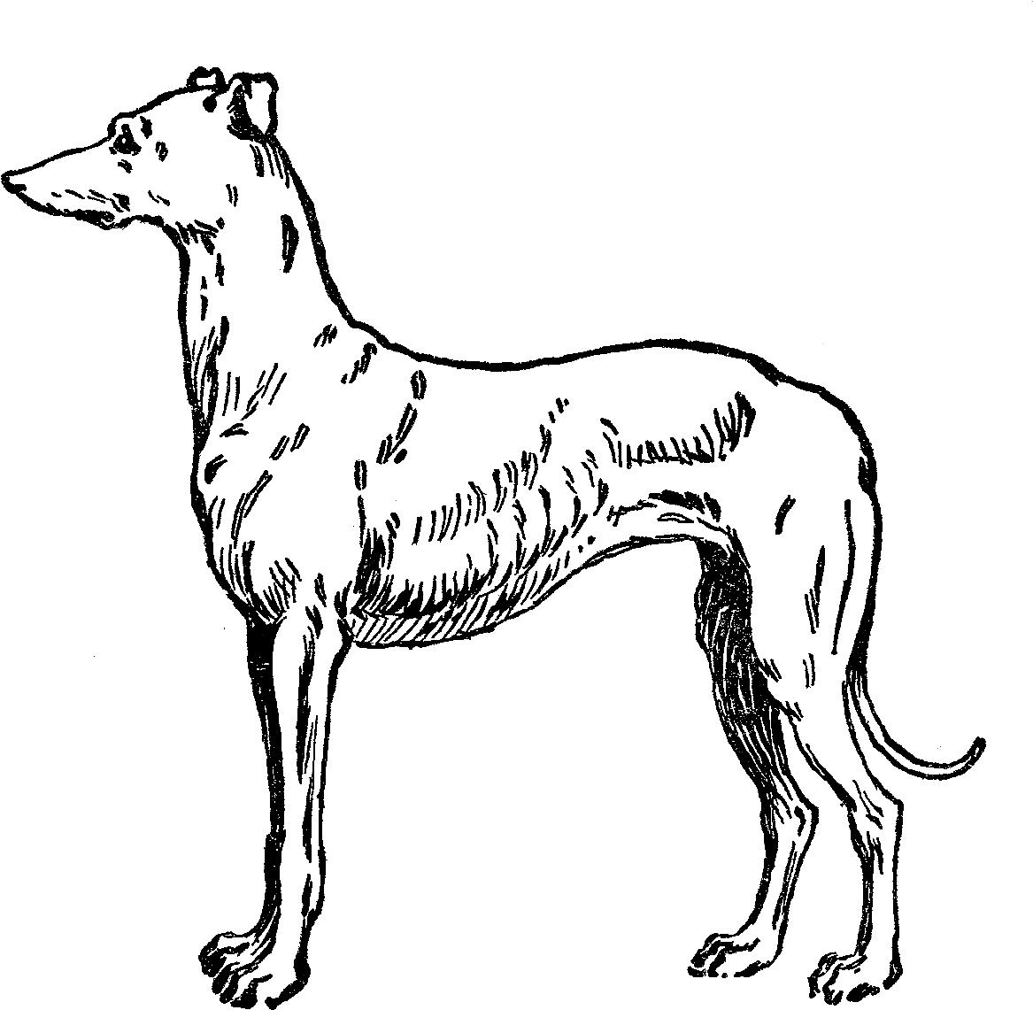 Greyhound Dog Image - Clip Art (1309x1225), Png Download