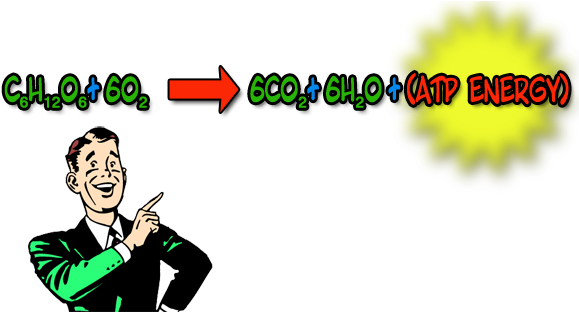 Image Of Cell Respiration Equation - Cellular Respiration Clip Art (586x311), Png Download
