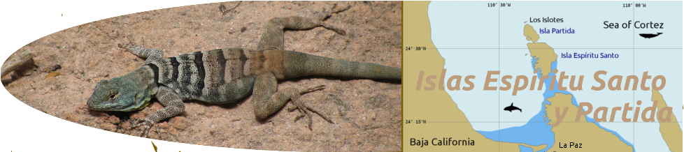 Lizard And Chart Of Isla Espiritu Santo / Partida / - Island (1000x217), Png Download