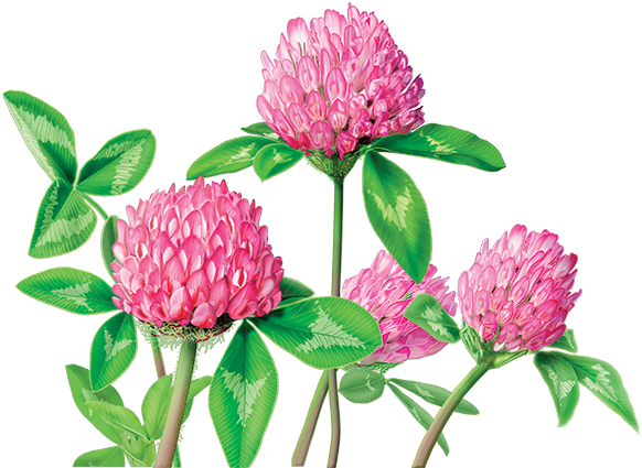 Red Clover Herbal Supplement - Alvita Red Clover Tea (600x560), Png Download
