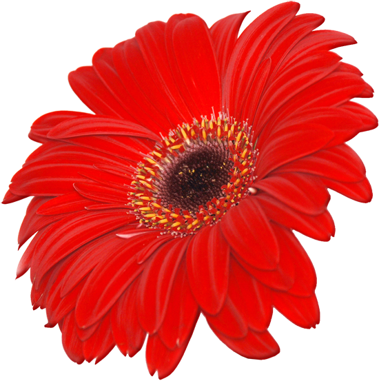 Red Flower Clipart September Flower - Gerbera Daisy (700x590), Png Download