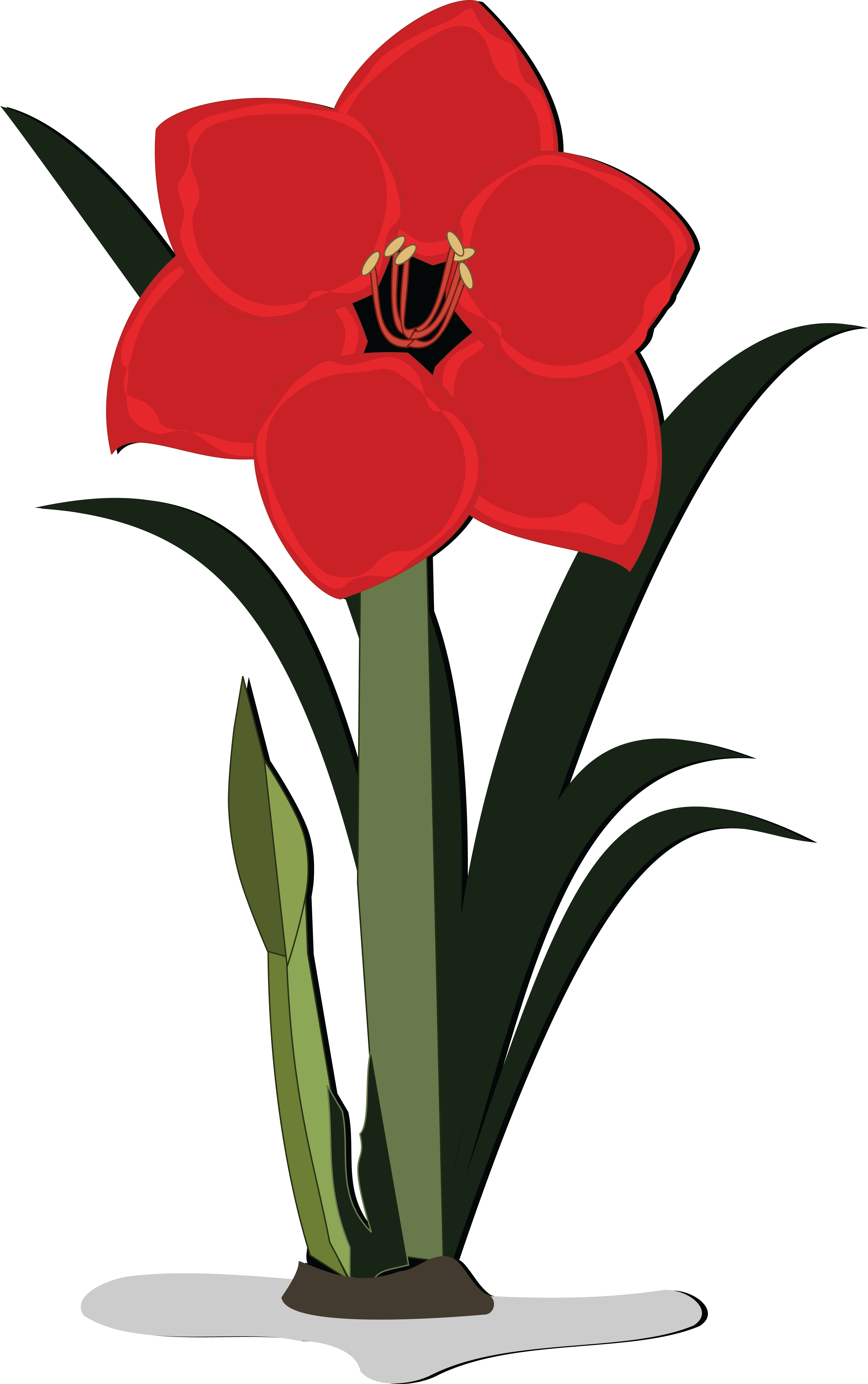 , , - Amaryllis Flower Clipart (4000x6376), Png Download
