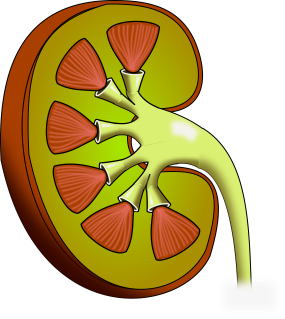 Kidney Noblood - Kidney (570x638), Png Download