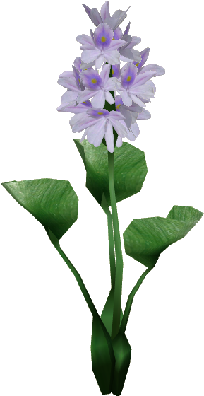 Water Hyacinth - Water Hyacinth Flower Png (559x559), Png Download