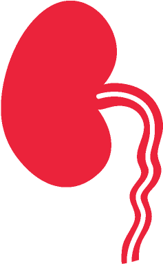 Dietary Counseling - Kidney Transparent (412x412), Png Download