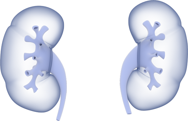 The Kidneys - Kidney (600x386), Png Download