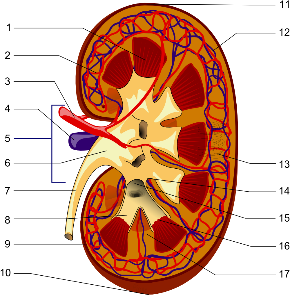 Kidney Piom - Illustration Of The Kidney Structures (1000x1018), Png Download