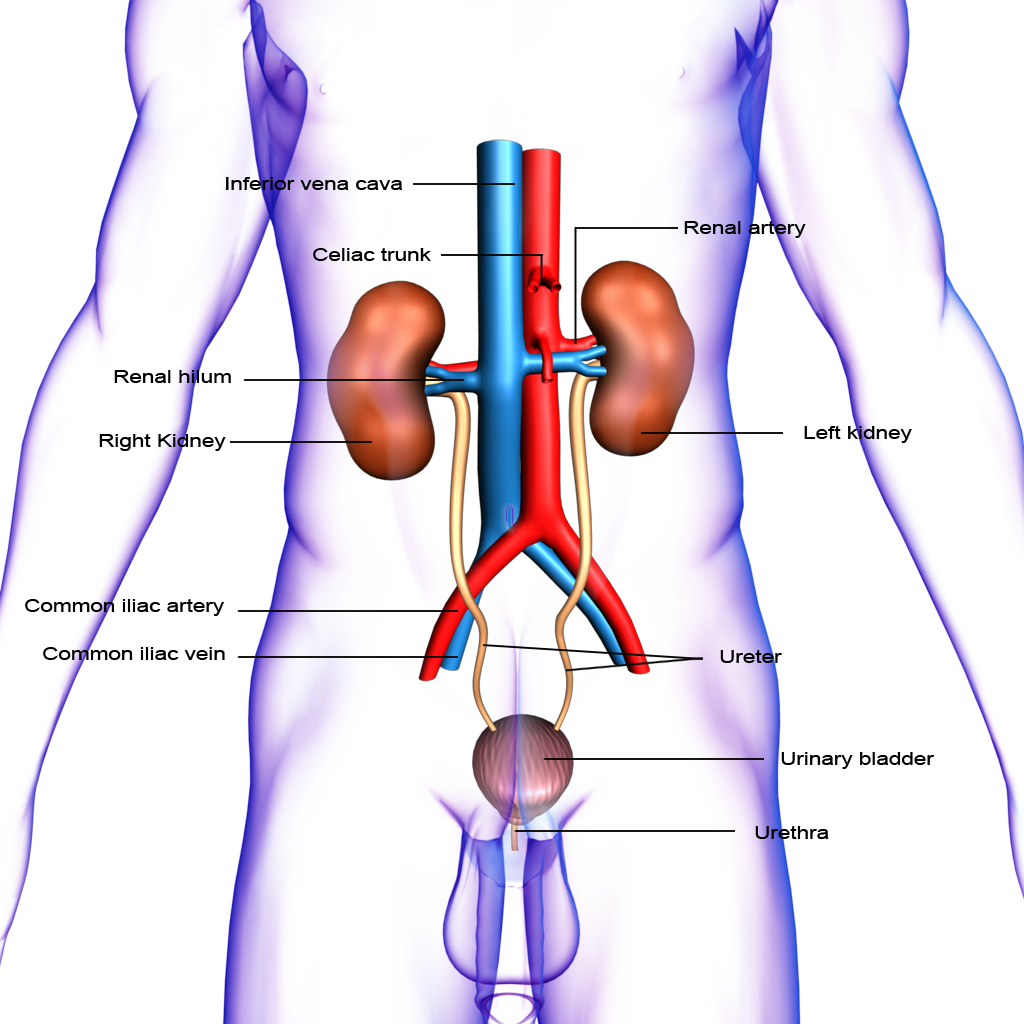 Human Kidney Png - Structure Of Urinary System Urinary Meatus (1024x1024), Png Download