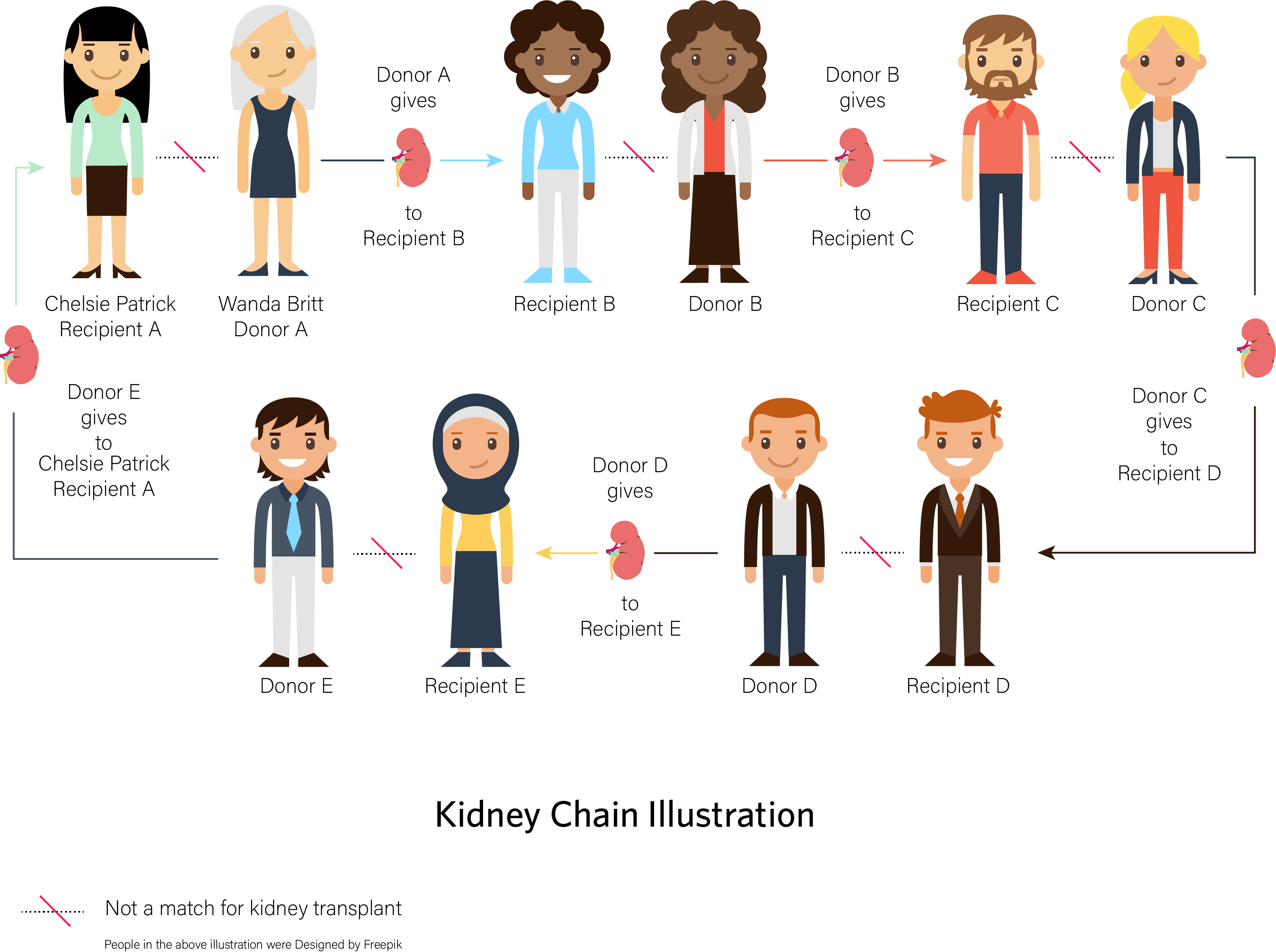 Illustration Of A Kidney Chain - Kidney (3014x2248), Png Download