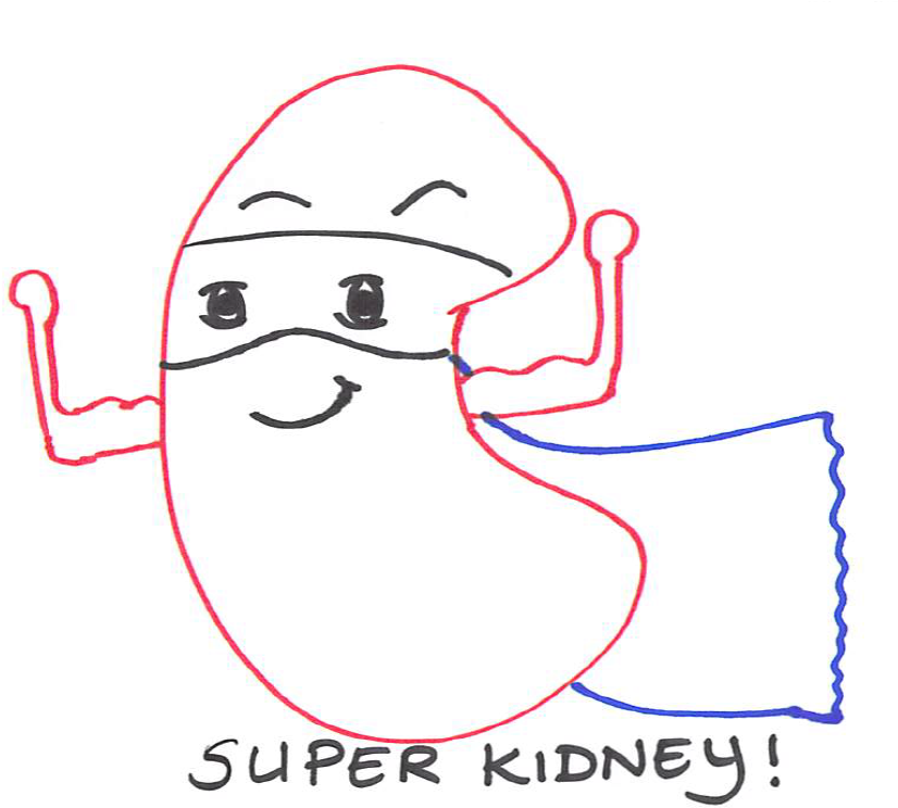 Structure May Hold Clues To Help Detect And Combat - Kidney (888x824), Png Download