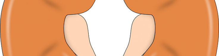 Nice Chronic Kidney Disease - Organ Transplantation (736x190), Png Download