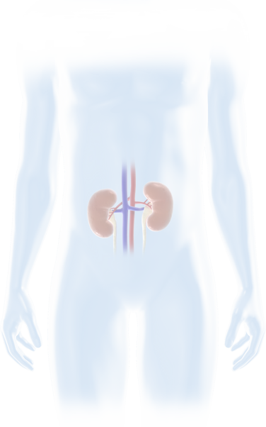 Kidney - Aerobic Exercise (376x602), Png Download