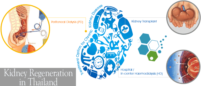 Kidney Disease Therapy In Bangkok Thailand - Does The Kidney Disease Affect The Cell (700x300), Png Download
