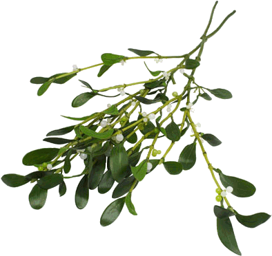 Sint Nicolaas En Kerstman - Does Mistletoe Look Like (400x400), Png Download