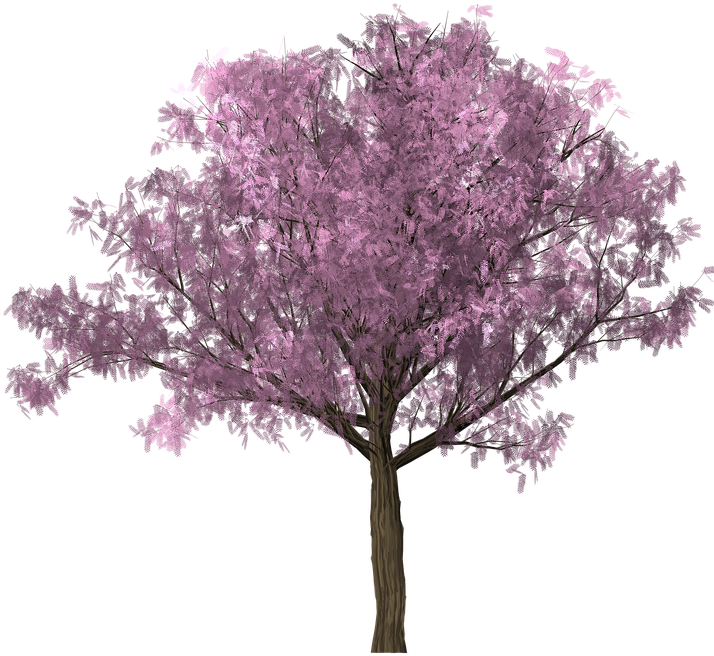 Tree, Design, Graphics, Clipping, Scrap, Photoshop - Albero Di Ciliegio Png (720x720), Png Download
