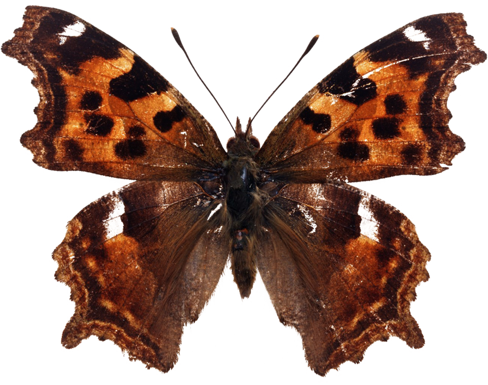 Butterfly Download Beautiful Butterfly Images For Free (973x768), Png Download