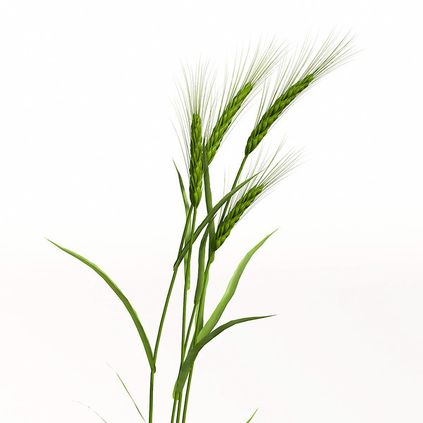 Contacting Roger Smith Contracting Ltd - Barley Plant Png (600x600), Png Download