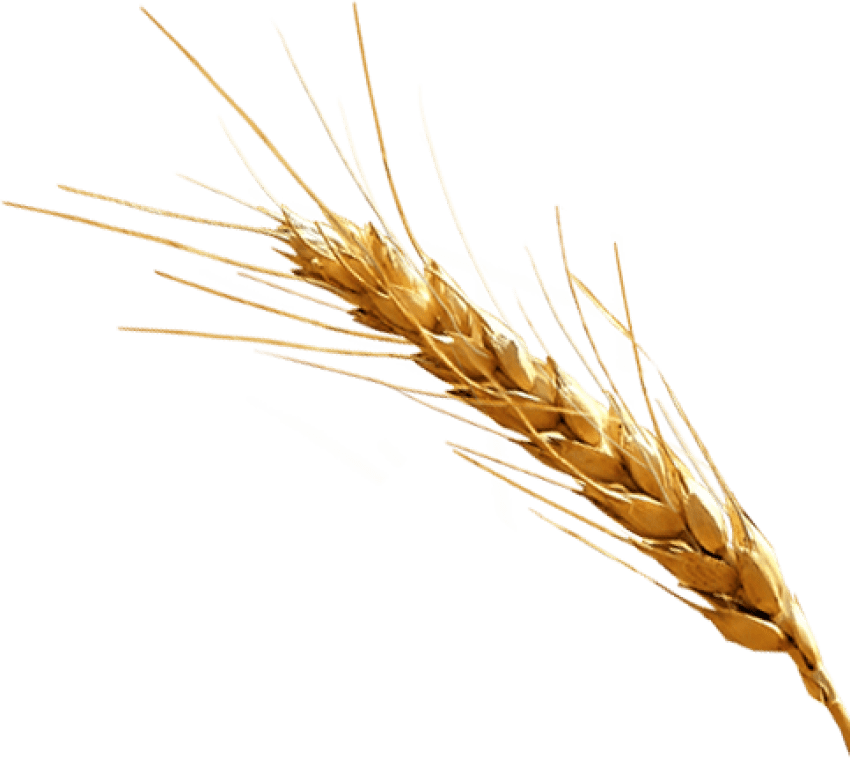 Free Png Barley Png Images Transparent - Barley Png (850x759), Png Download