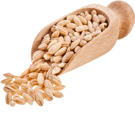 Barley Png Free Download - Barley Png (800x400), Png Download