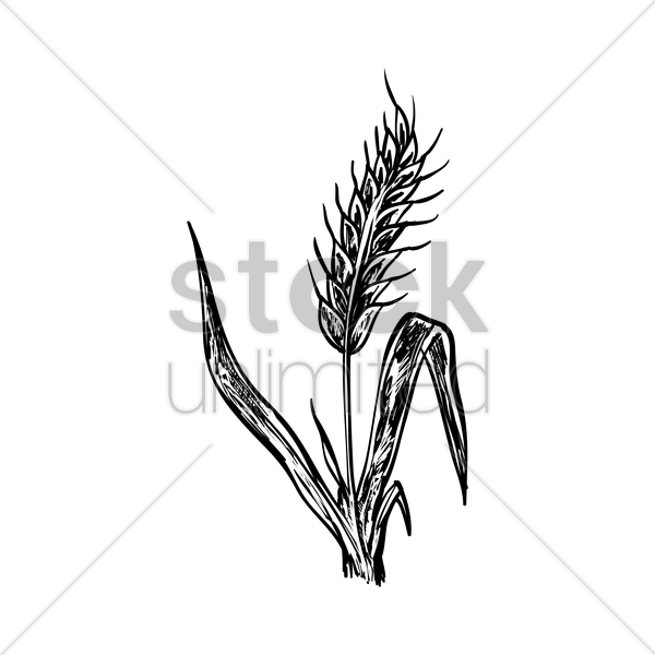 Vector Transparent Stock Wheat Stalk At Getdrawings - Stock Illustration (600x600), Png Download
