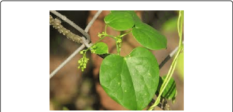 Tinospora Cordifolia - - Manfaat Brotowali Untuk Wajah (769x370), Png Download