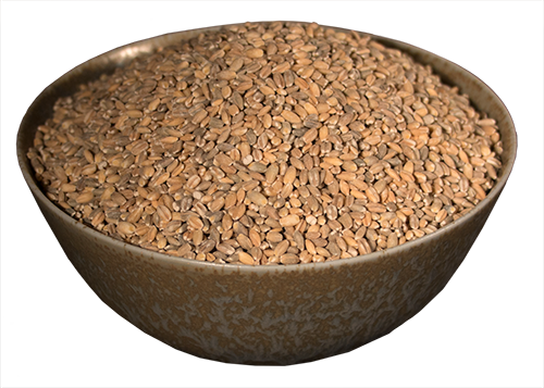 Barley, Semi-pearled, Streaker - Barley (500x357), Png Download