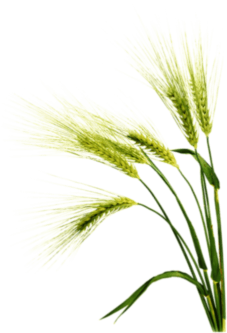 Barley Png - Triticale (454x665), Png Download
