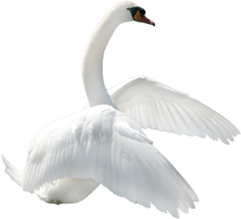 Swan Png - Cisne En Png (900x778), Png Download