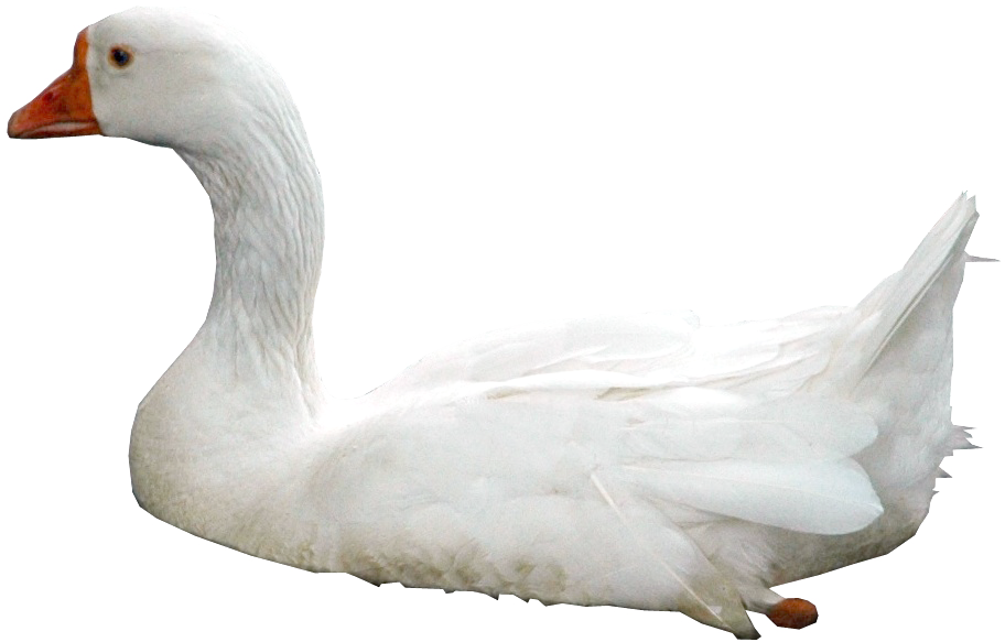 Swan Png - Swan .png (912x583), Png Download