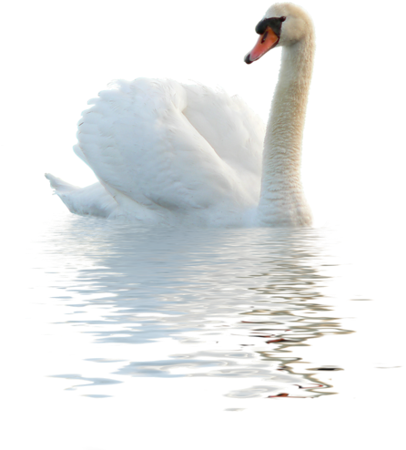 Swan Png (453x500), Png Download