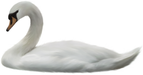 Download - Swans Png (500x262), Png Download