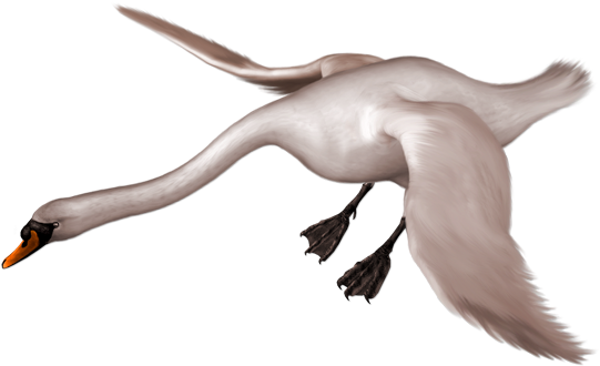 Flying Cartoon Swan Clipart (600x384), Png Download