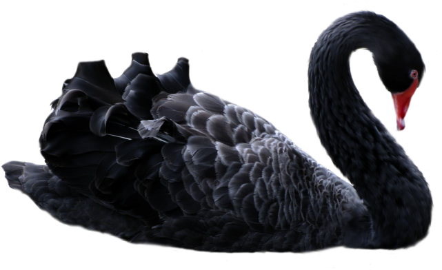 Swan Png Image - Black Swan Png (750x400), Png Download