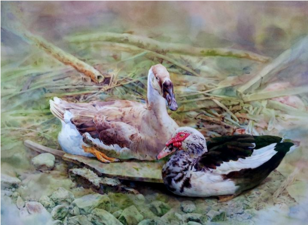 A027-017 - Mallard (615x615), Png Download