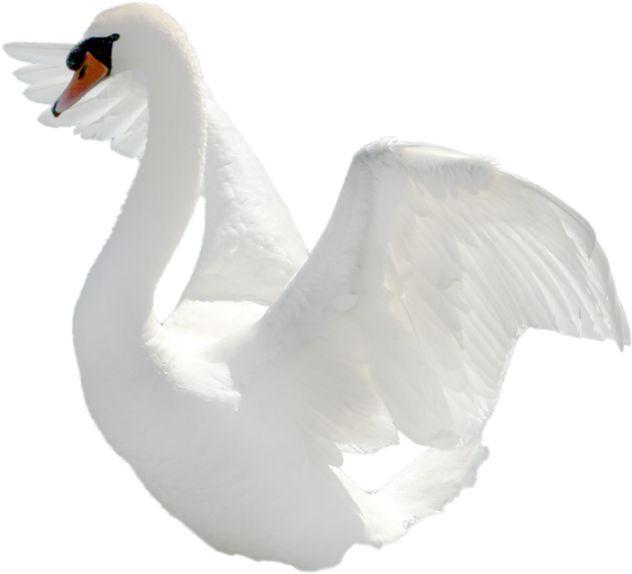 Swan Png Images Free Download - Cisne Png (800x712), Png Download