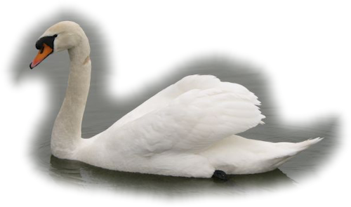 Bd-49 - Tundra Swan (500x295), Png Download