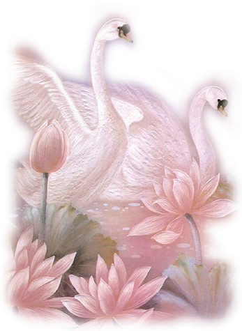 Яндекс - Фотки - Beautiful Images Of Swan (347x475), Png Download