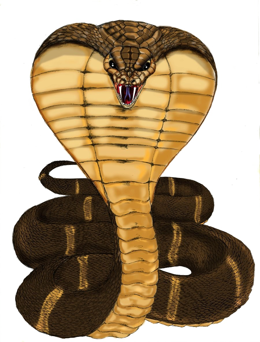 King Cobra Drawings Clipart Snakes King Cobra Clip - Hình Rắn Hổ Mang (900x1184), Png Download