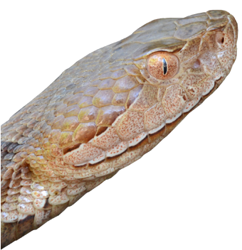 Snakes - Snake (400x400), Png Download