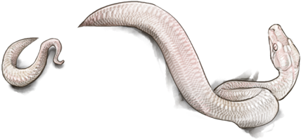 Grass Snake (640x500), Png Download