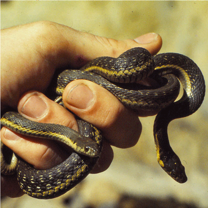 Ribbon Snake (1000x667), Png Download