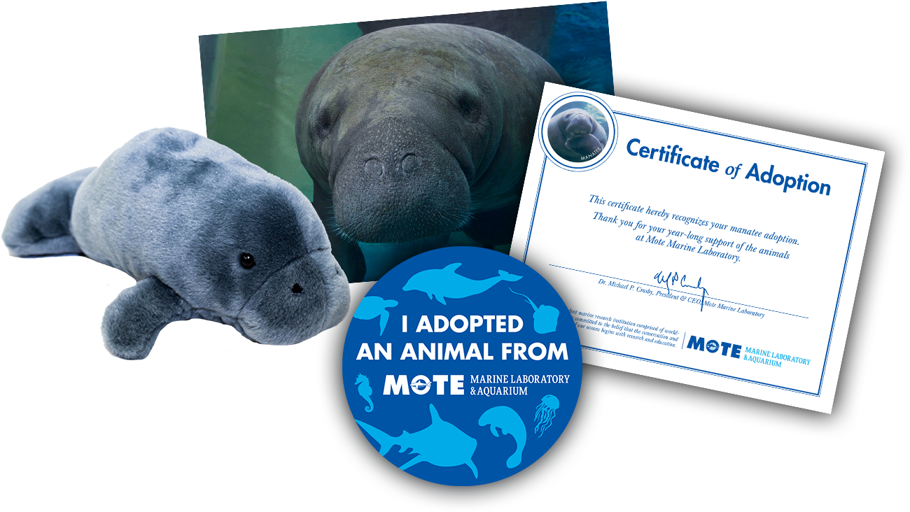 Items Included In Buddy Package - Adopt A Manatee (1350x900), Png Download